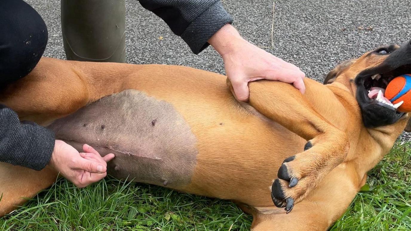 Ripley the dog lies on her back with an orange and blue ball in her mouth. Owner Rob points at a four-inch long scar on her stomach .