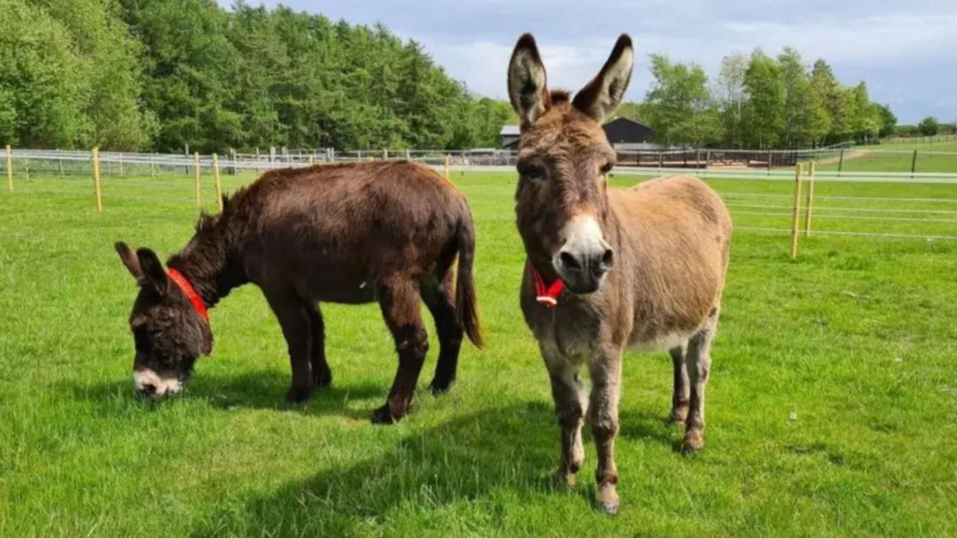 Two donkeys. The donkey on the left has a dark brown coat and is eating grass. The donkey on the right has a light brown coat and is looking at the camera. They both have red collars on and are stood in a field with green grass. Fencing can be seen in the background, as well as groups of trees. 