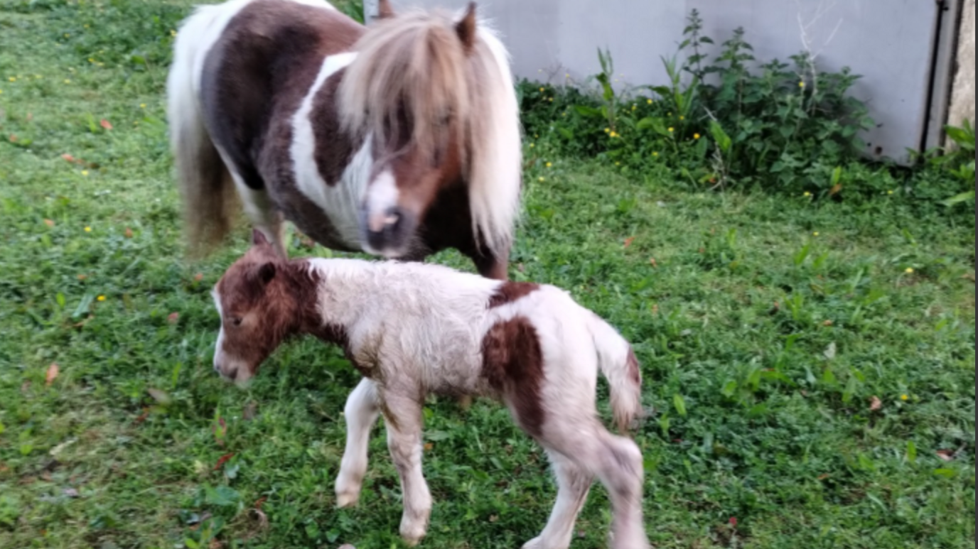 A brown and white Dartmoor pony with a two-year-old foal in a field.
