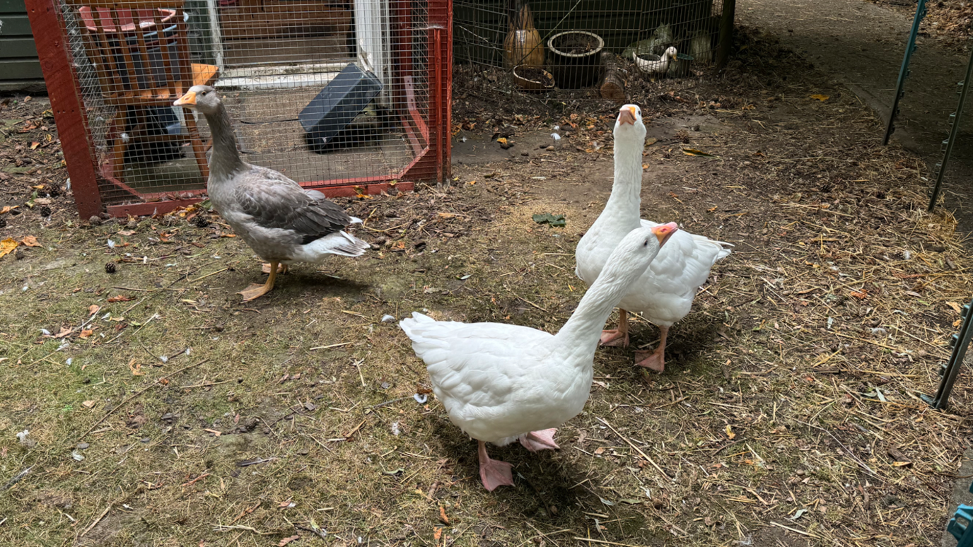 Geese at the sanctuary