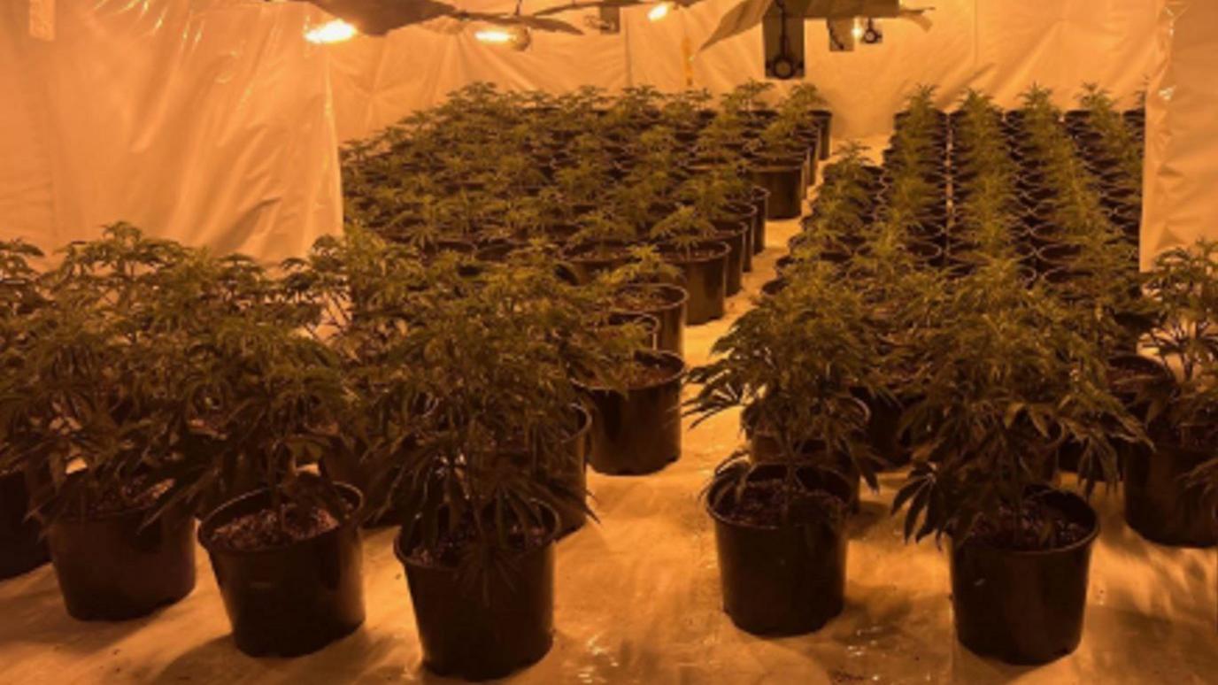 A large number of plants in black pots on the floor of a room in yellow light with sheets of plastic hanging from the walls