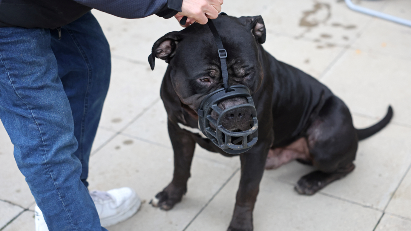 Person bending down to attach and muzzle to a black XL Bully dog