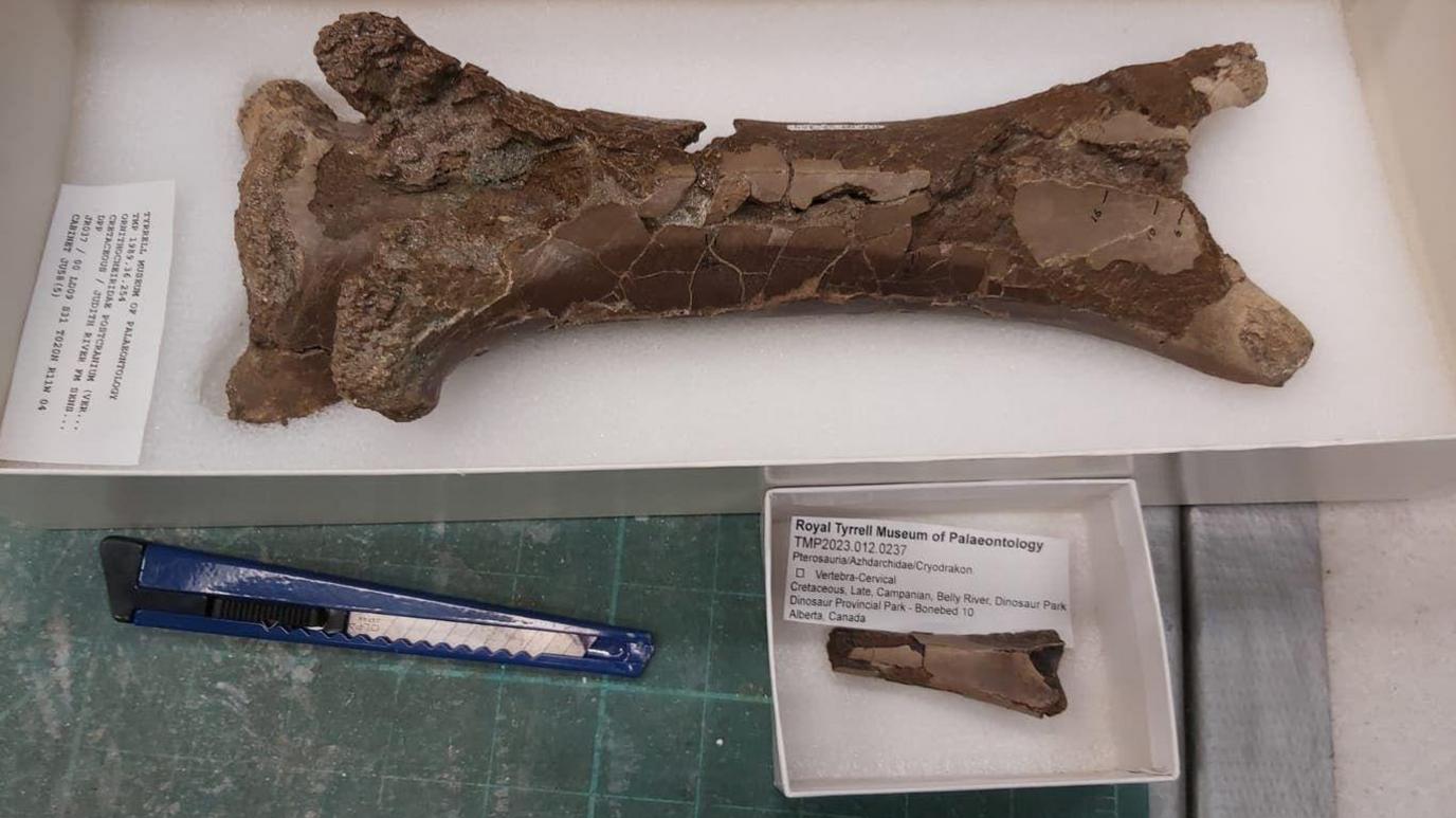 The juvenile vertebra of the pterosaur is seen in comparison to an adult-sized one.