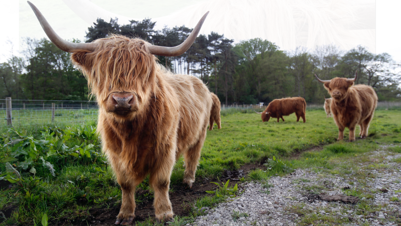 A herd of Highland cattle grazing on a meadow, with one of the cows in the foreground and looking face-on at the camera