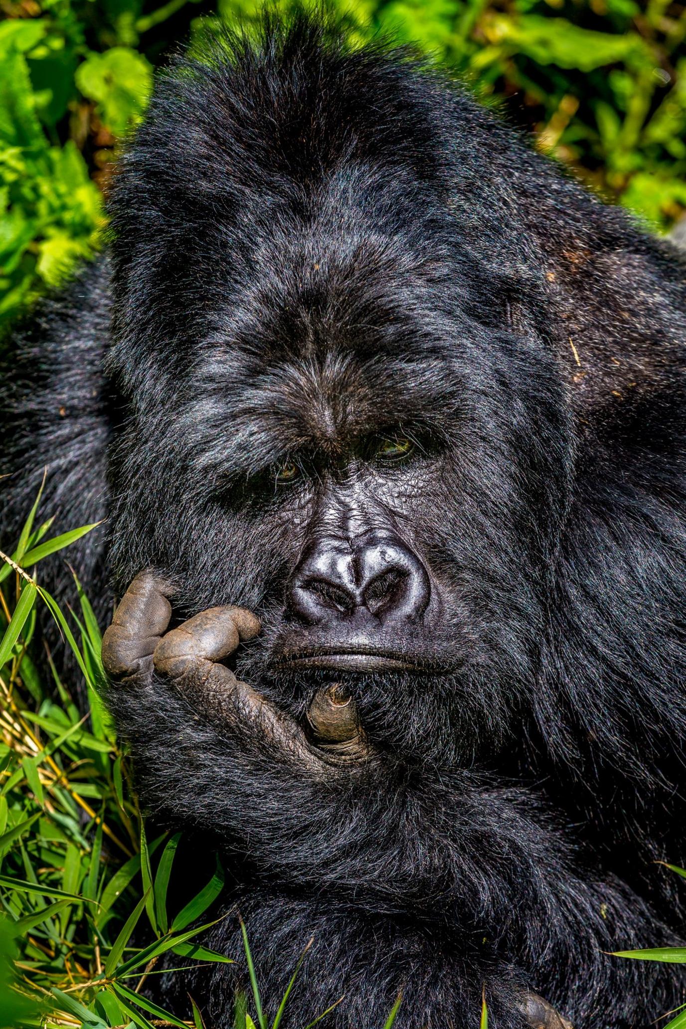 Mountain-gorilla.