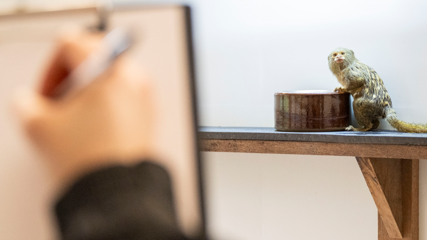 A pygmy marmoset stands on a ledge in its house, looking back at the keeper who is making notes on a clipboard.