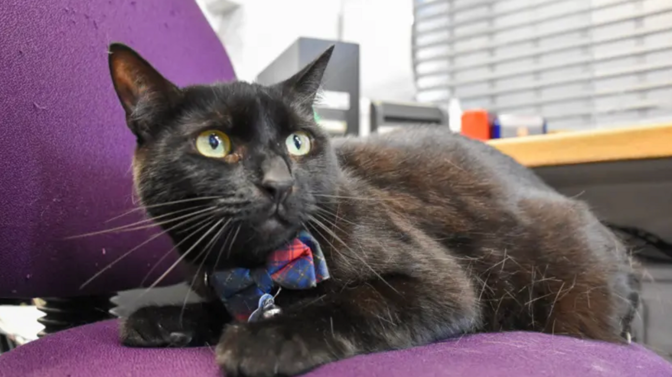 Bolt the cat seen wearing a tartan bow tie and sitting on an office chair