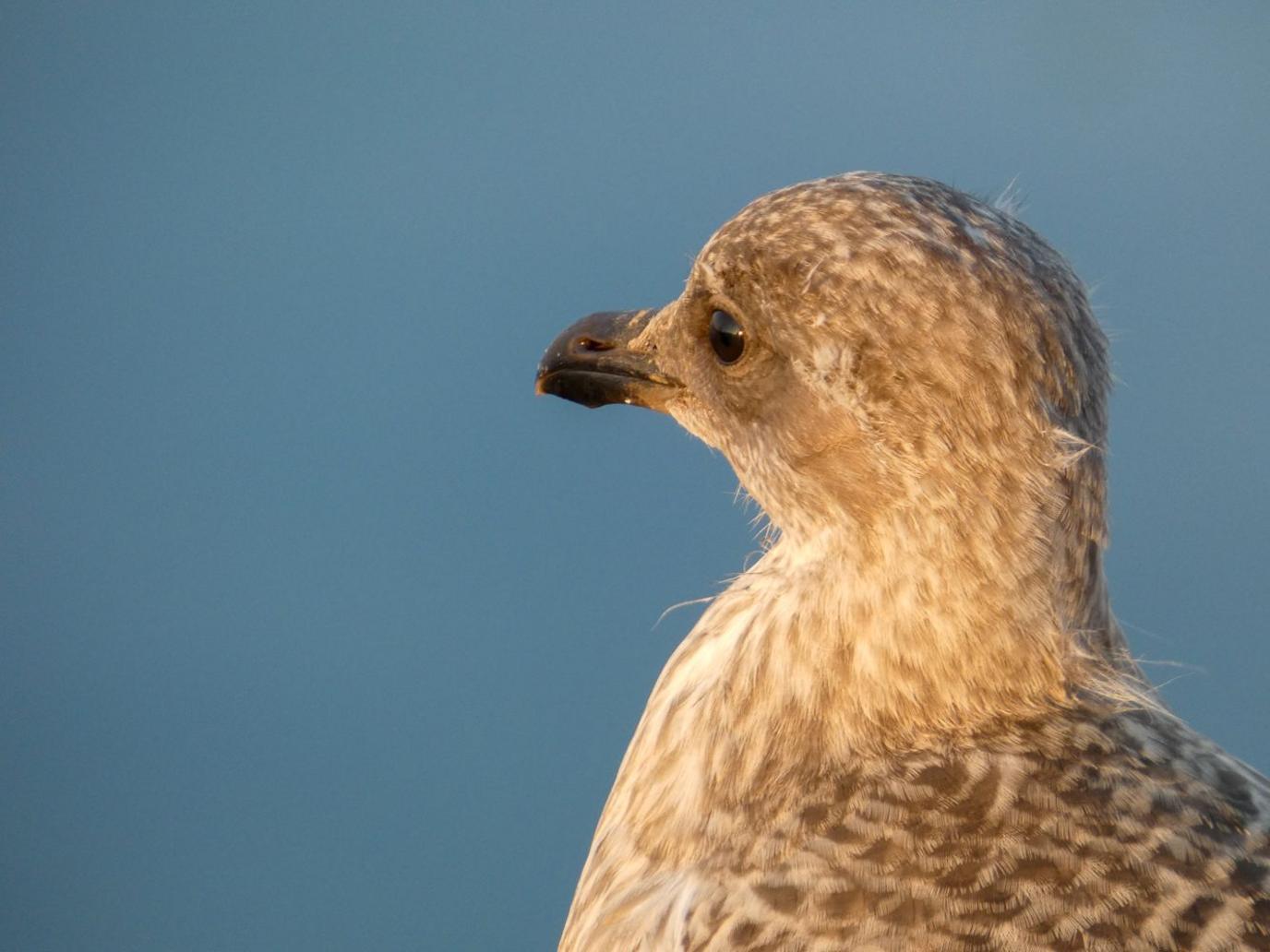 A baby seagull looks off into the distance with a blue sky behind it