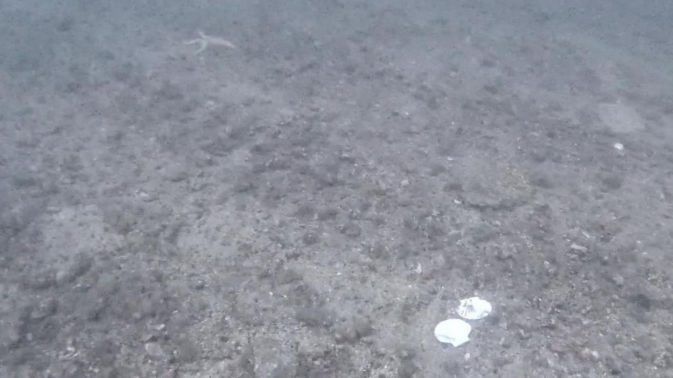 Underwater image of a broken scallop shell on a sea bed which looks like grey gravel