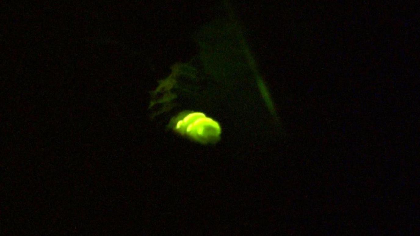 In an almost completely black image, two green-glowing bands light up the image. You can just about make out the body of an insect above the green bands.