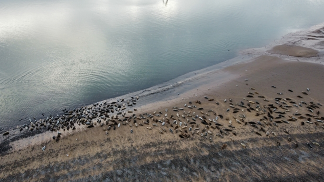 seal colony