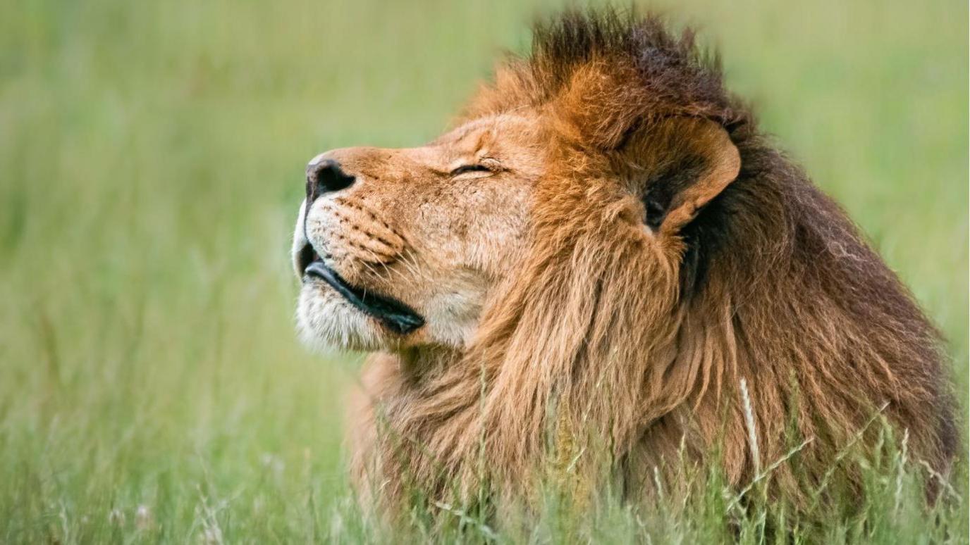 Hugo the lion looks to the left