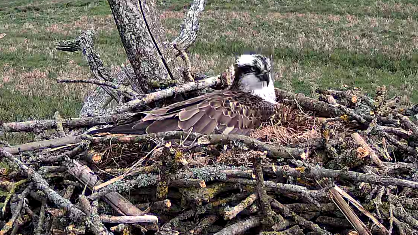 A brown and white osprey sitting on eggs in a next of twigs with grass in the background.