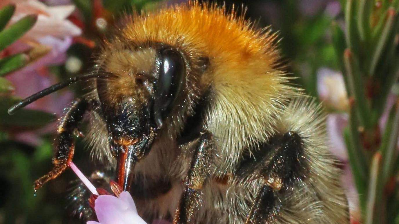 A close-up of a bee extracting nectar from a delicate pink flower.