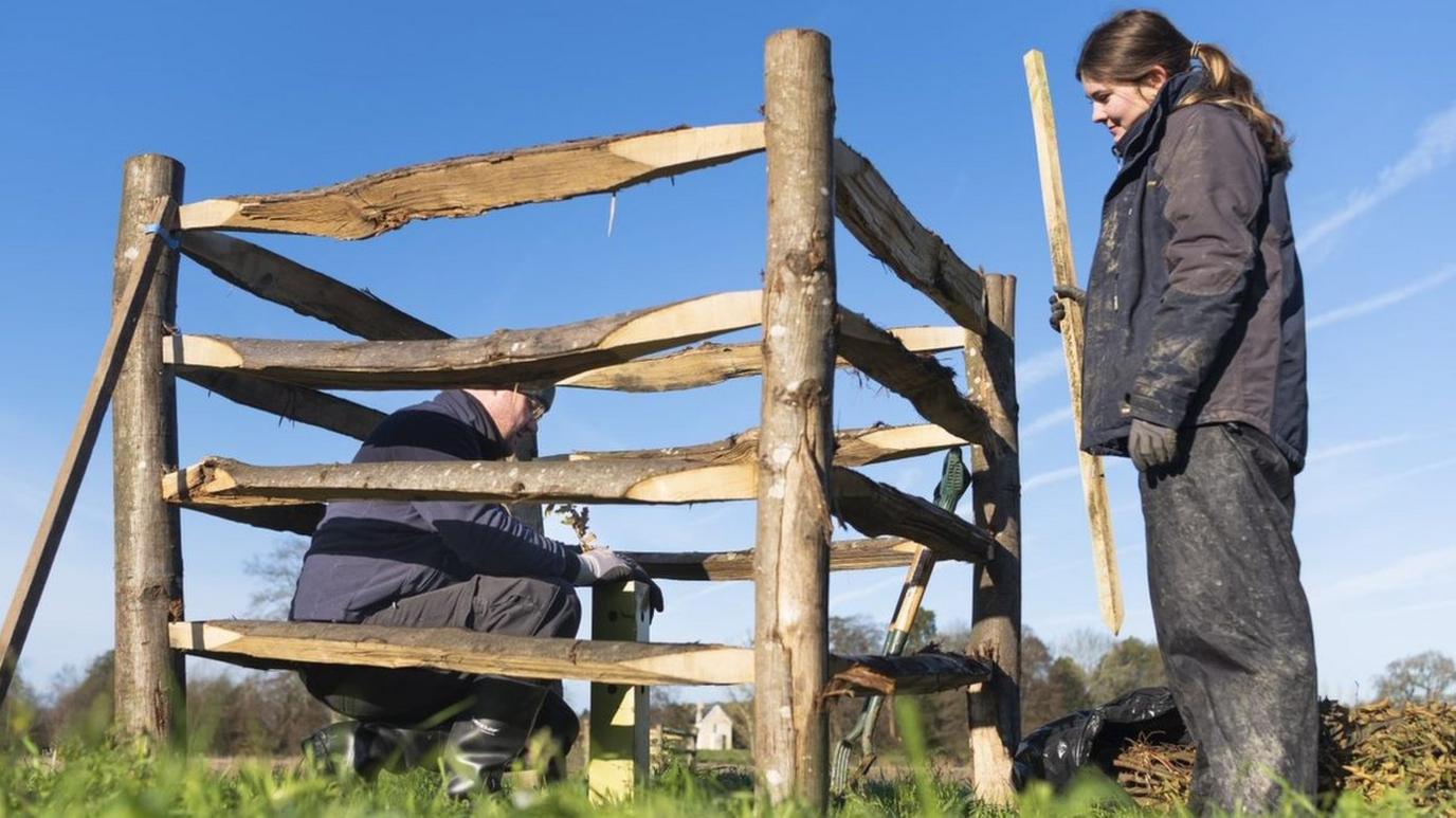 Planting of Black Poplar at Oxburgh Hall