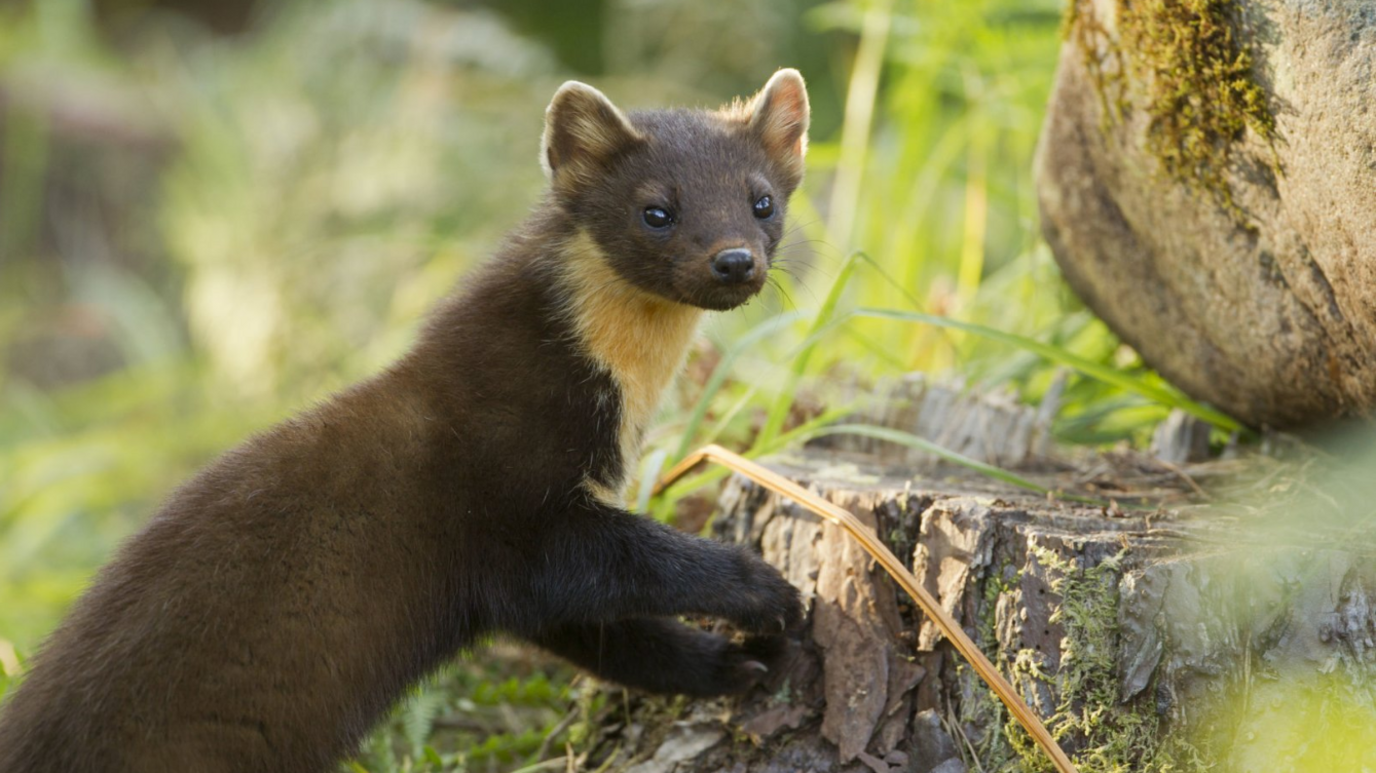 Pine marten in a forest