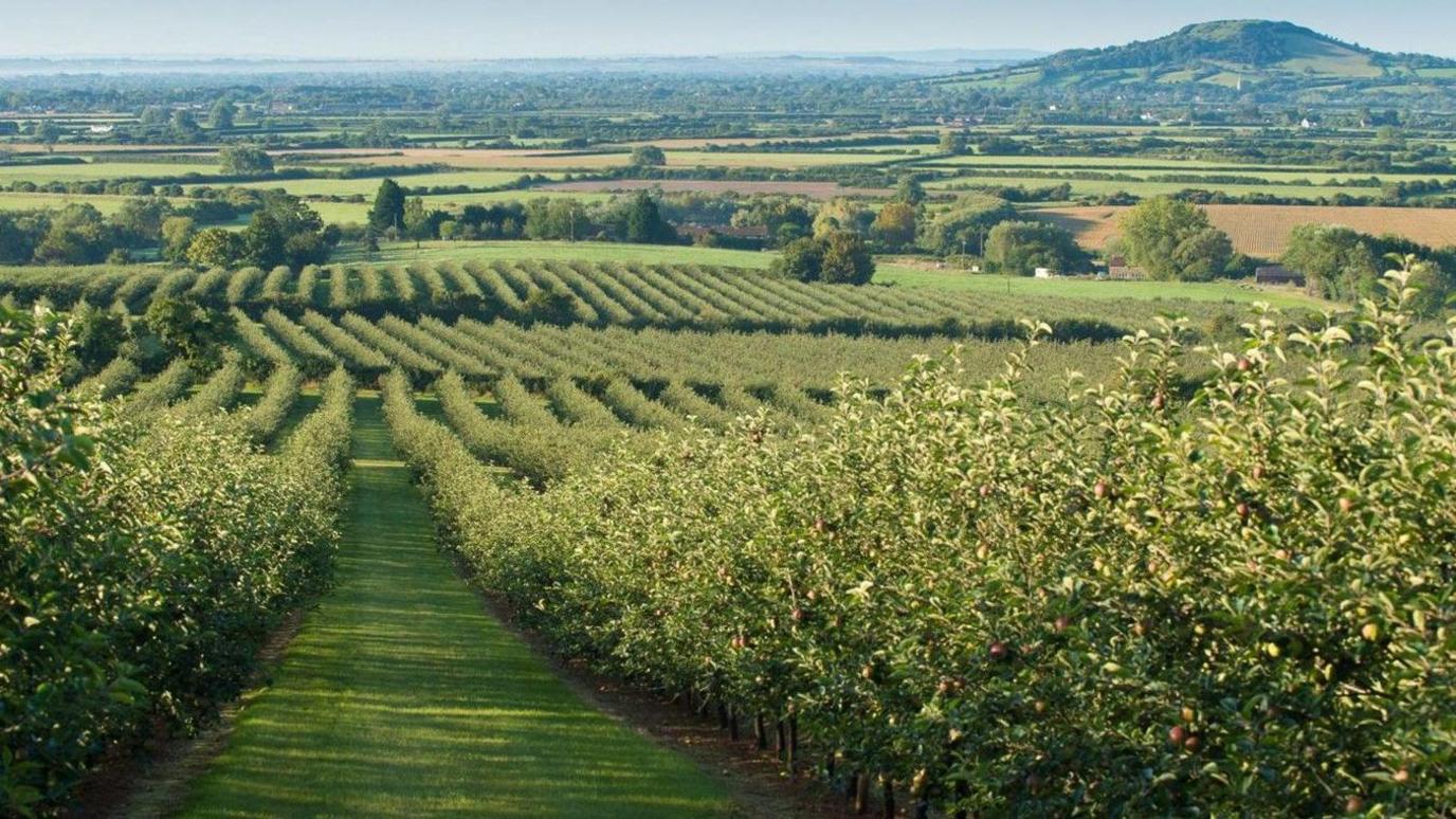 Rows and rows of apple trees in an orchard with a green hillscape in the background.