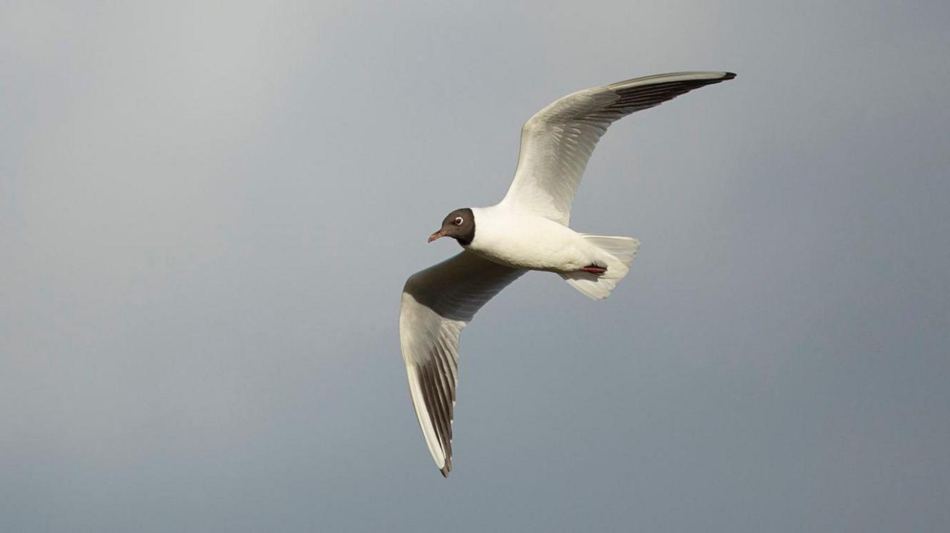 A black headed gull in flight against a grey sky. The bird is mostly white but has a black head and dark beak.