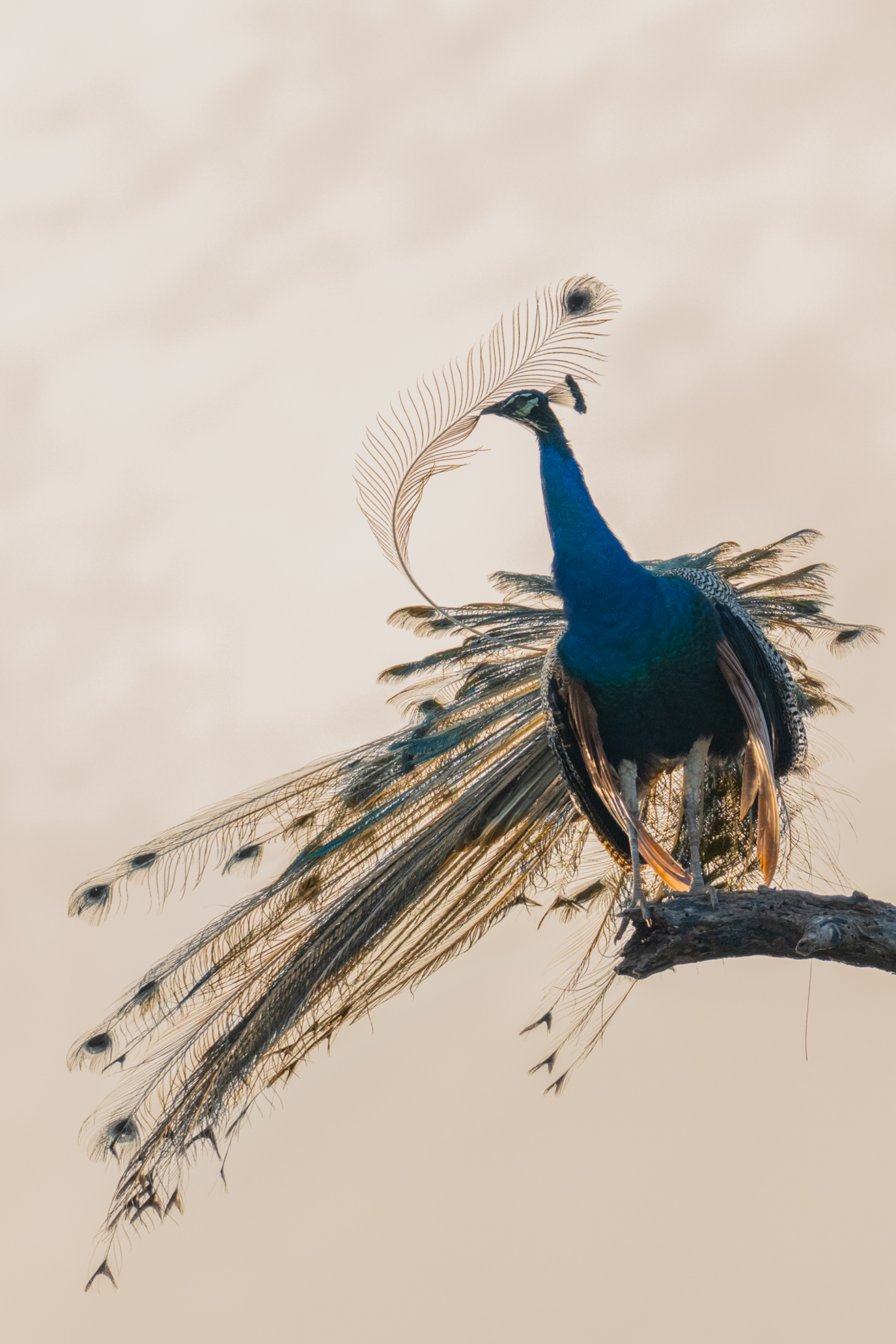 A peacock sits on the end of a branch looking to the left. It is preening one of its long feathers. 