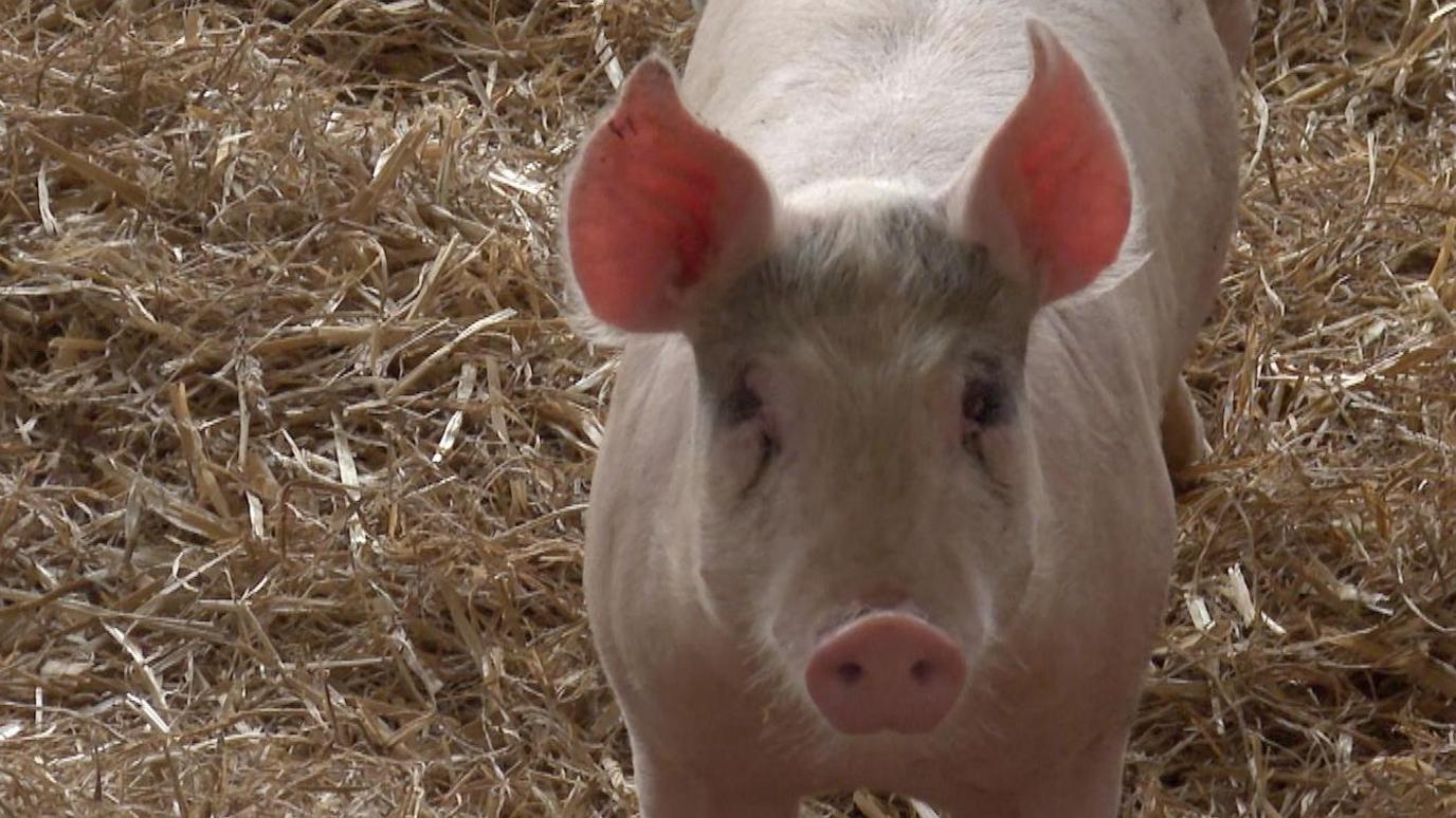 A small pink pig standing in hay looking at the camera