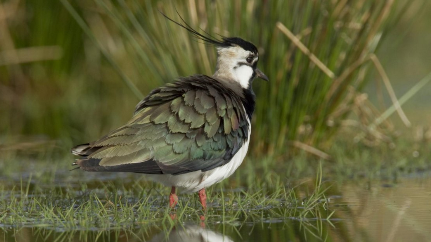 Lapwing