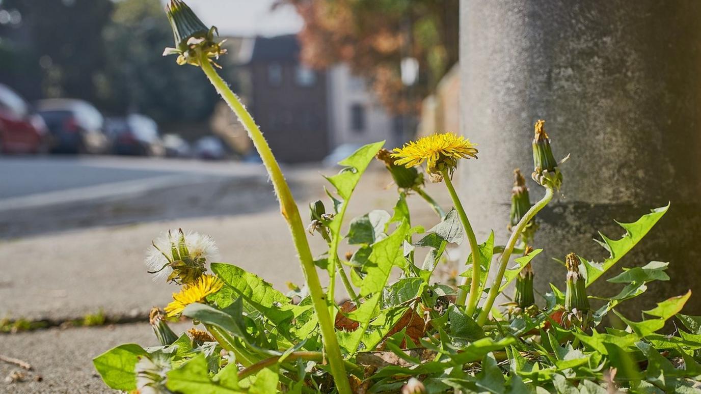 Weeds in a pavement