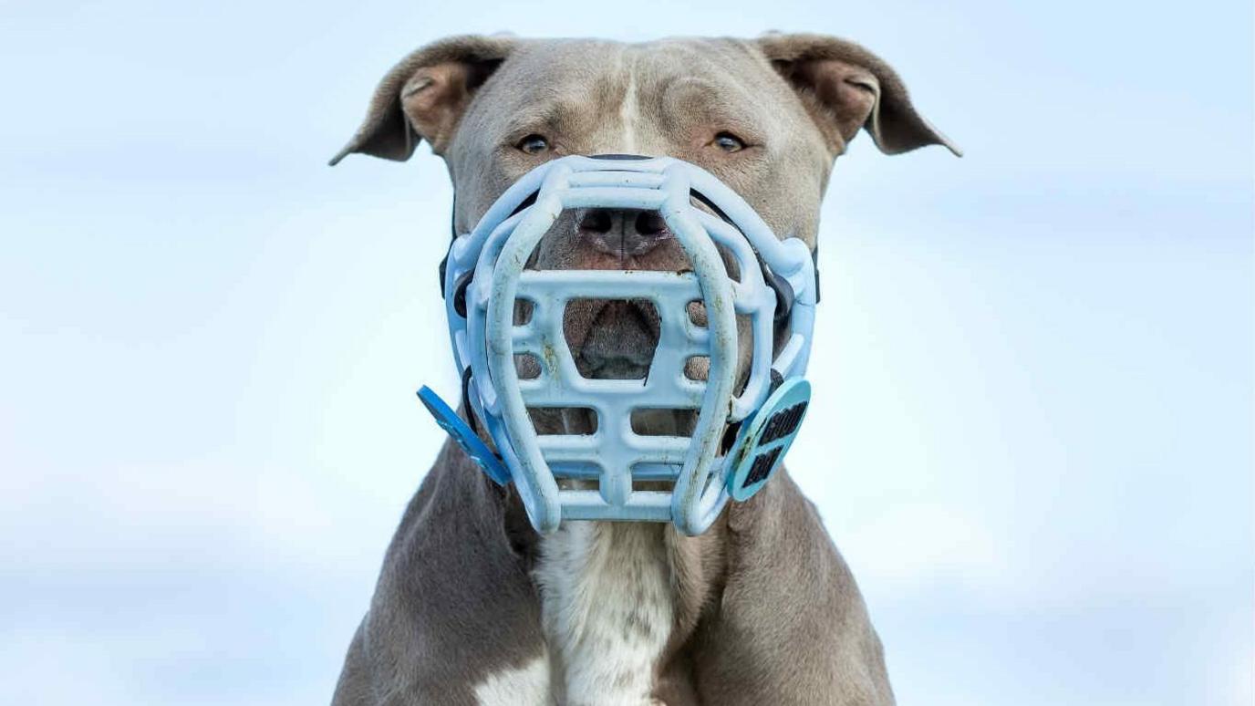 Trigger is a pale grey XL bully with a white stripe on his chest. He is looking at the camera wearing his pale blue muzzle. The muzzle covers the majority of his face and includes two blue tags on either side. The tags are round and say 'Good Boy' on them in bold black letters.