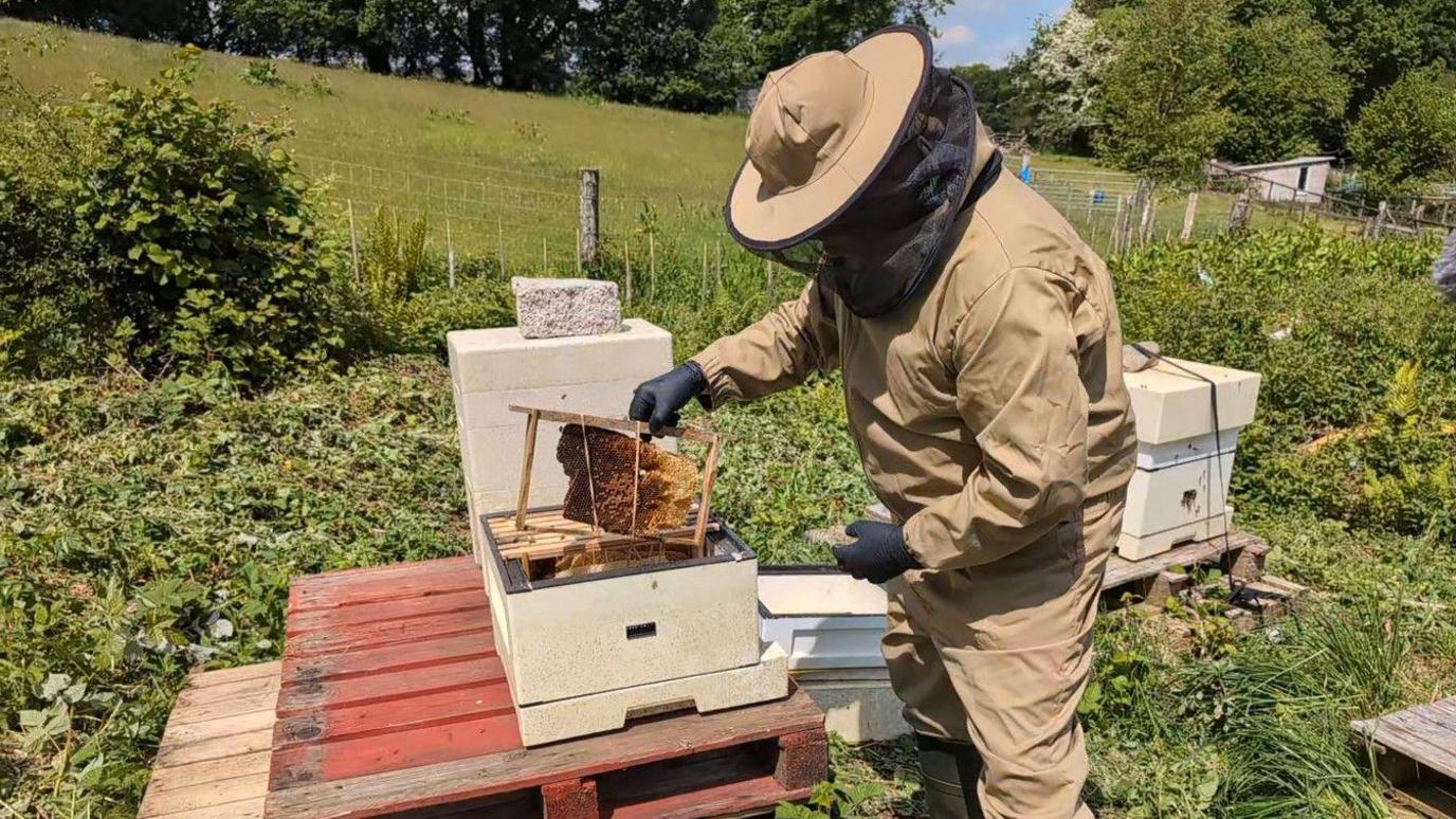 A man in a beekeeping suit lowers frames of honey comb into a box hive in a meadow.