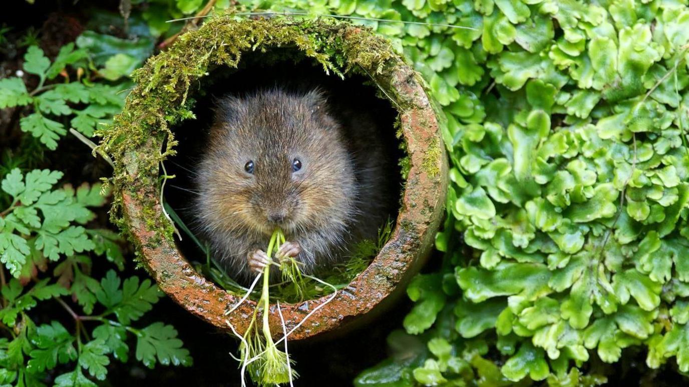 A grey water vole, which looks like a mouse, is chewing on a piece of green plant while inside a rusty pipe which is covered in moss. It is surrounded by vegetation.