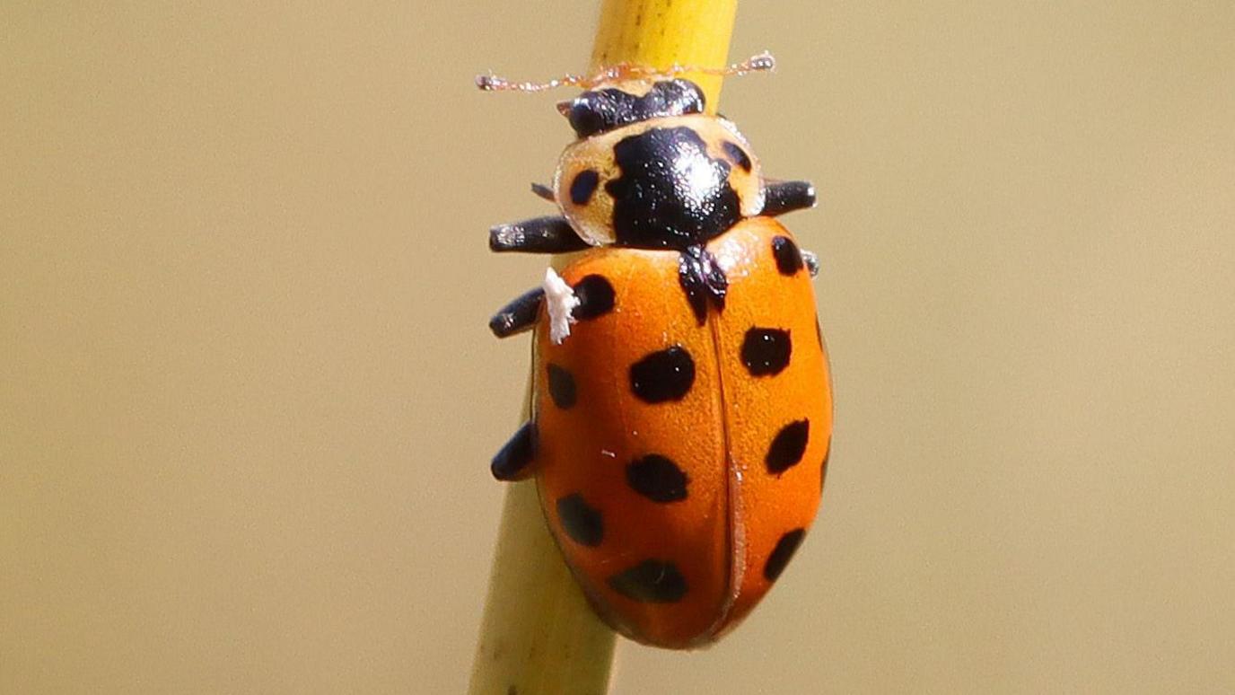 A 13 Spot Ladybird species. Red bodied with black spots.