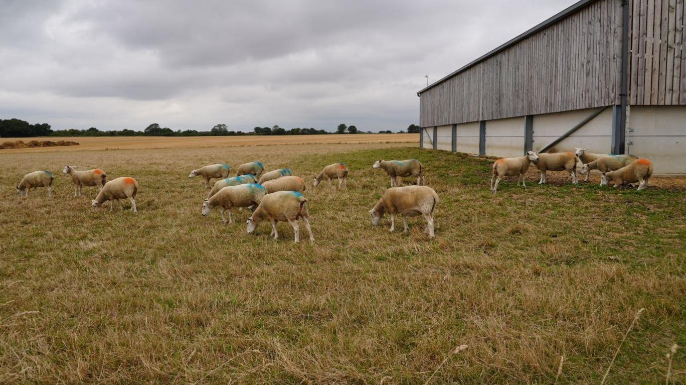 Twenty sheep in a field, some stood next to a barn