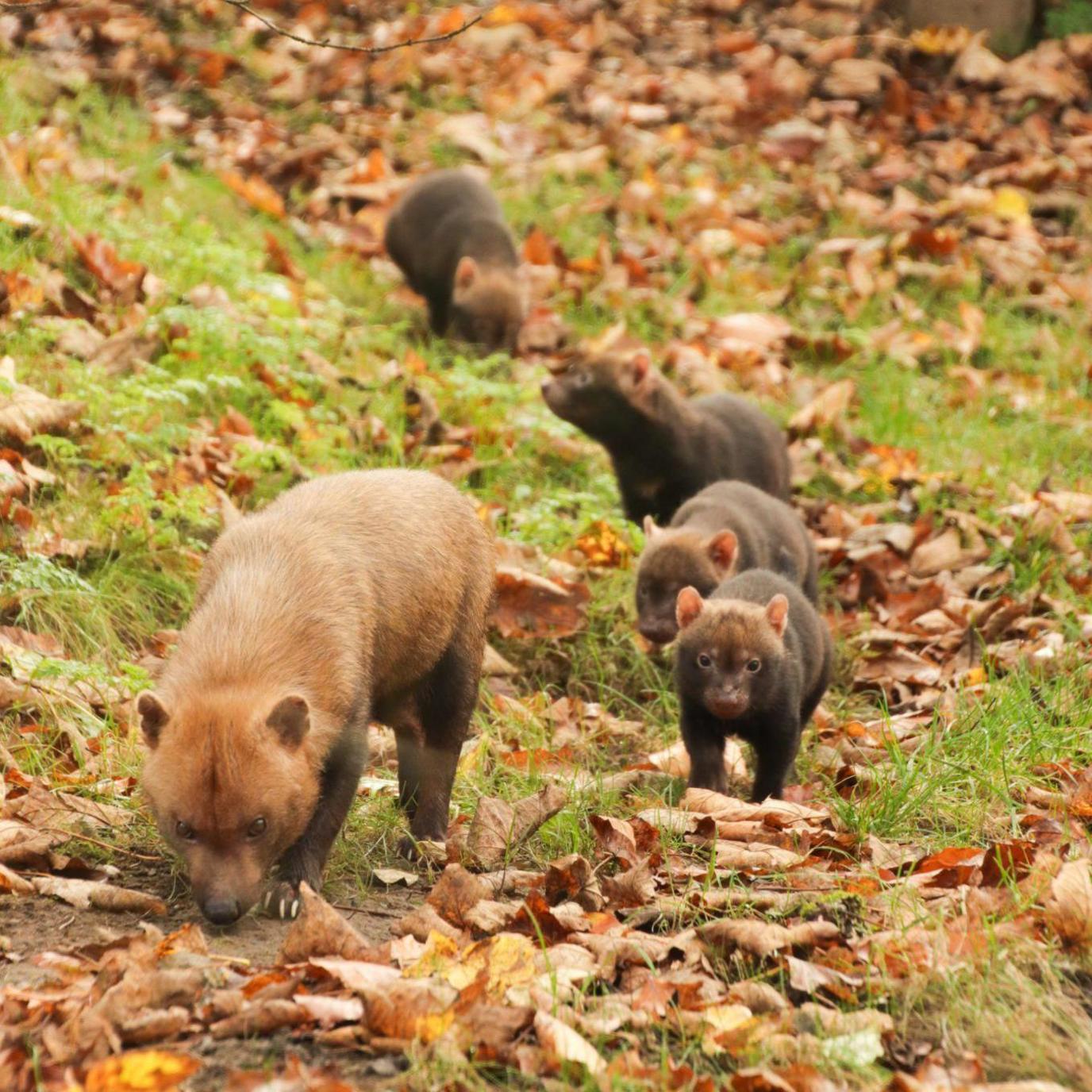 Five bush dogs walk in a line through a grassy area. There is a larger adult bush dog at the front of the group, followed by four puppies. The adult bush dog has light brown fur, while the puppies are a darker shade of brown. The grass is covered with yellow and brown autumn leaves.