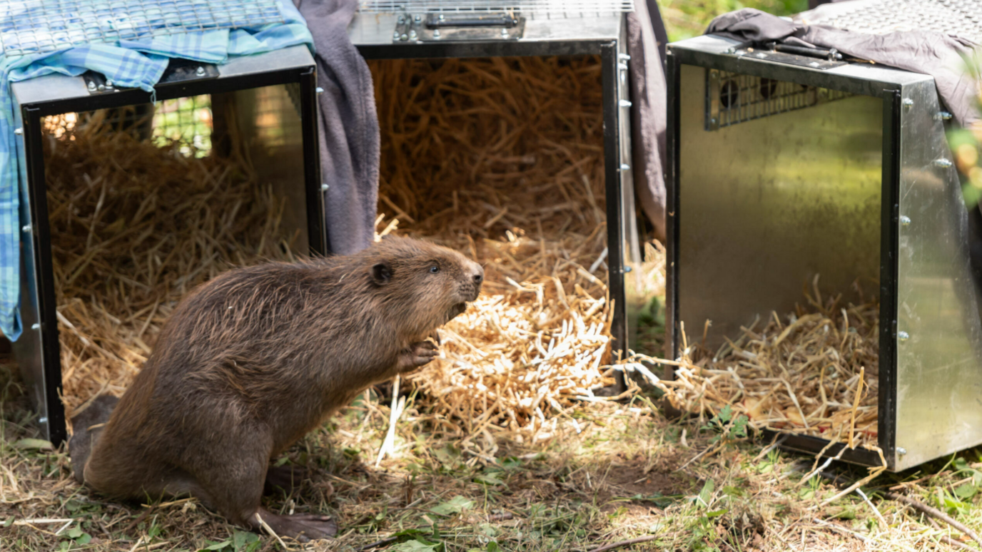 A beaver adult leaving its crate 