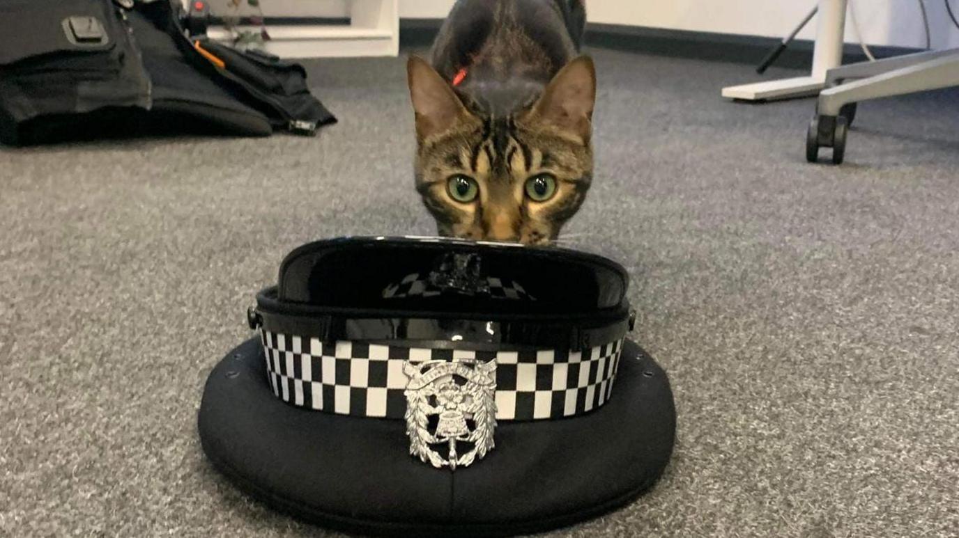 Tilly the cat with police hat