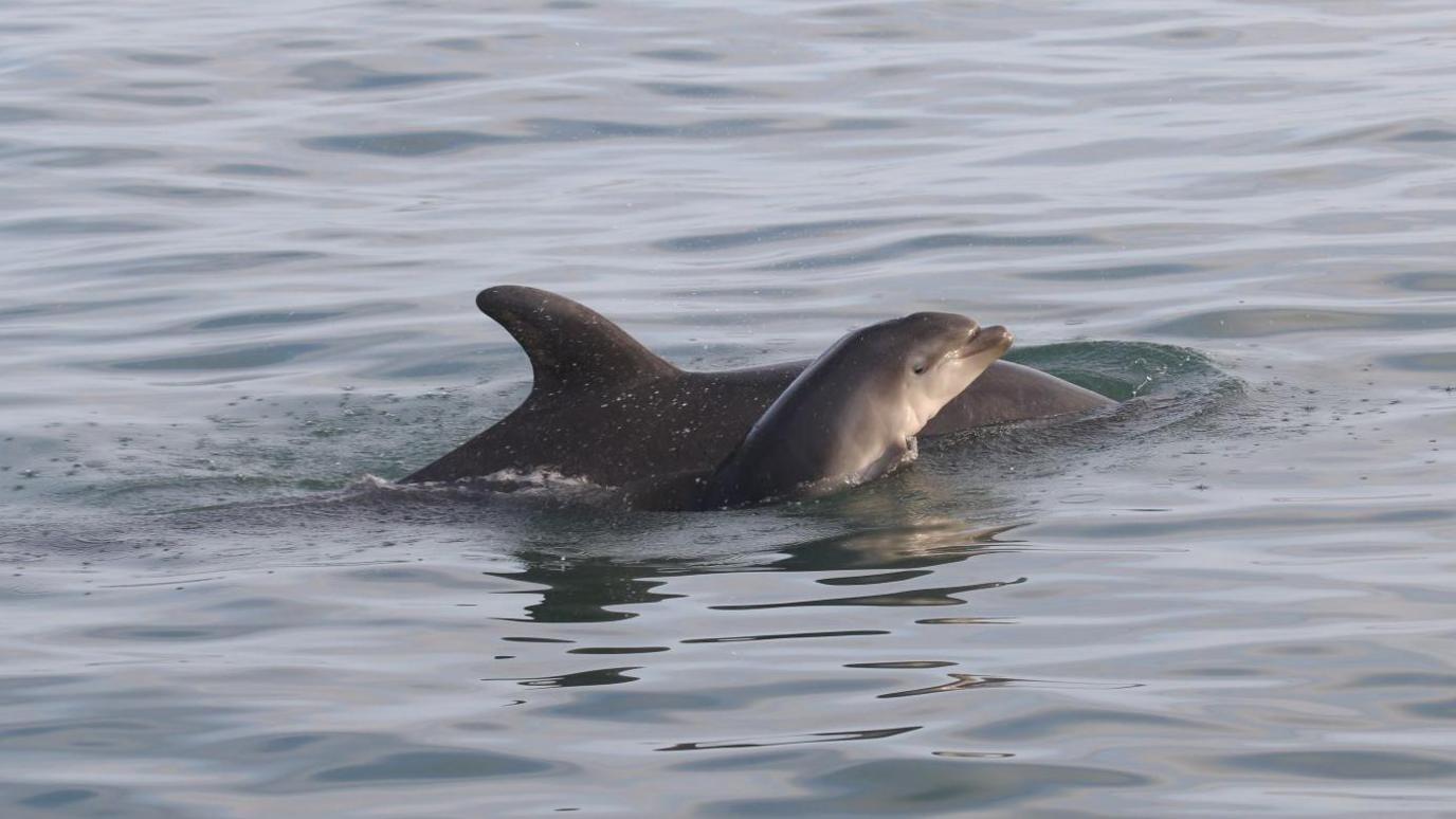 Dolphins Tallie and Summer