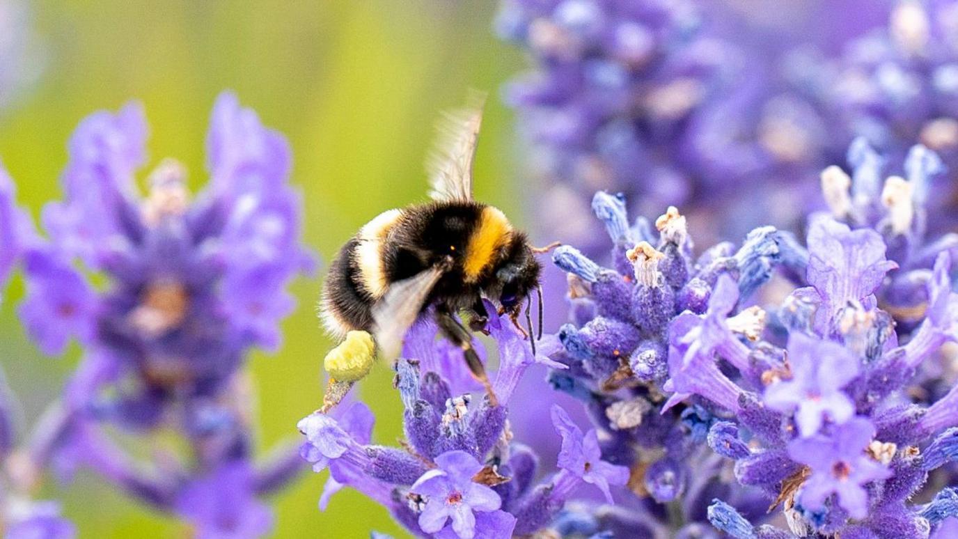 A bumblebee collects pollen from folgate lavender flowers.