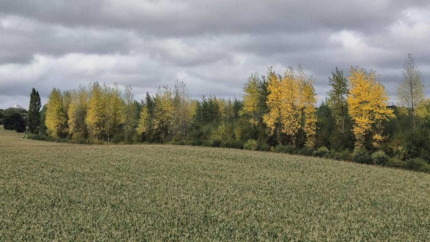 A green field with yellow and green trees in the background.