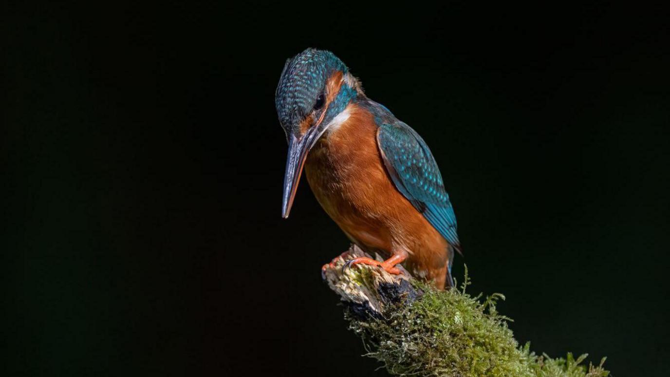 An orange and blue bird sits on a branch.