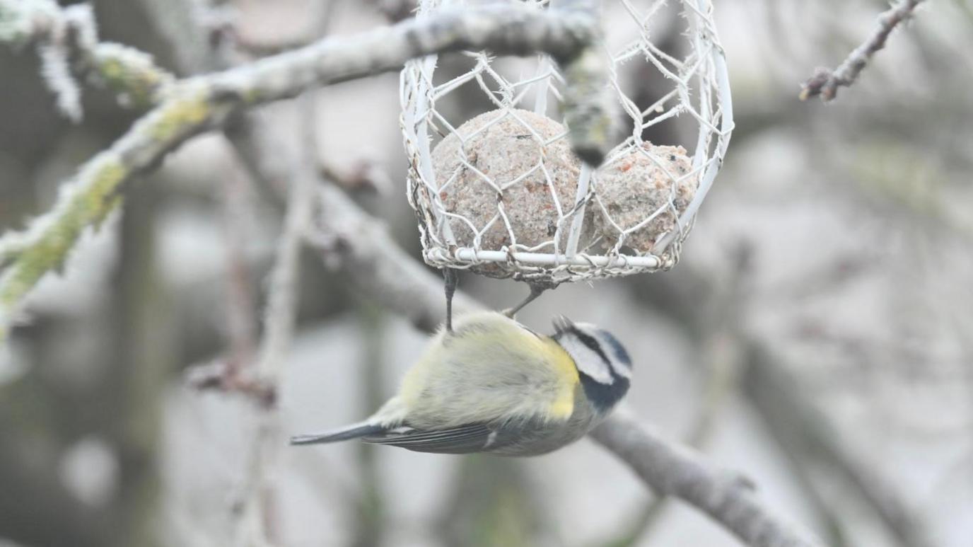 A bird is perched on a white bird feeder filled with balls of bird food. The bird has a soft green stomach and a black and white head. In the background, brown branches can be seen.