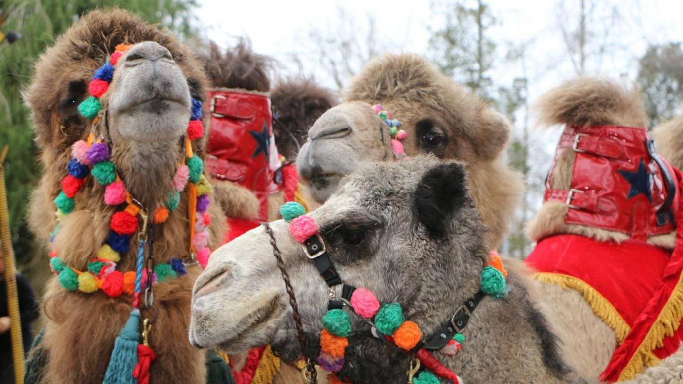 A close up shot of three full-size camels with decorative reigns on their  heads.