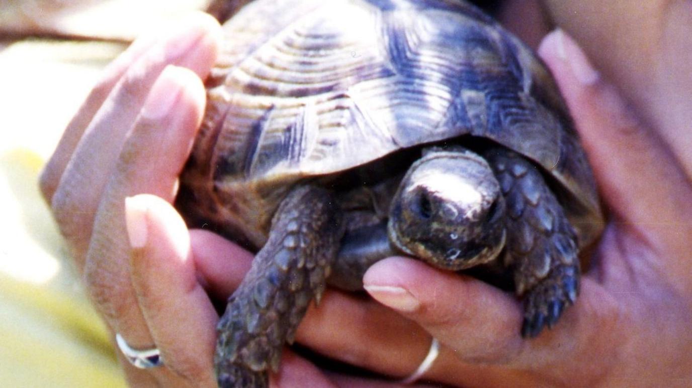 A small, and crucially alive, tortoise being held by Blue Peter presenter Konnie Huq in a file photo