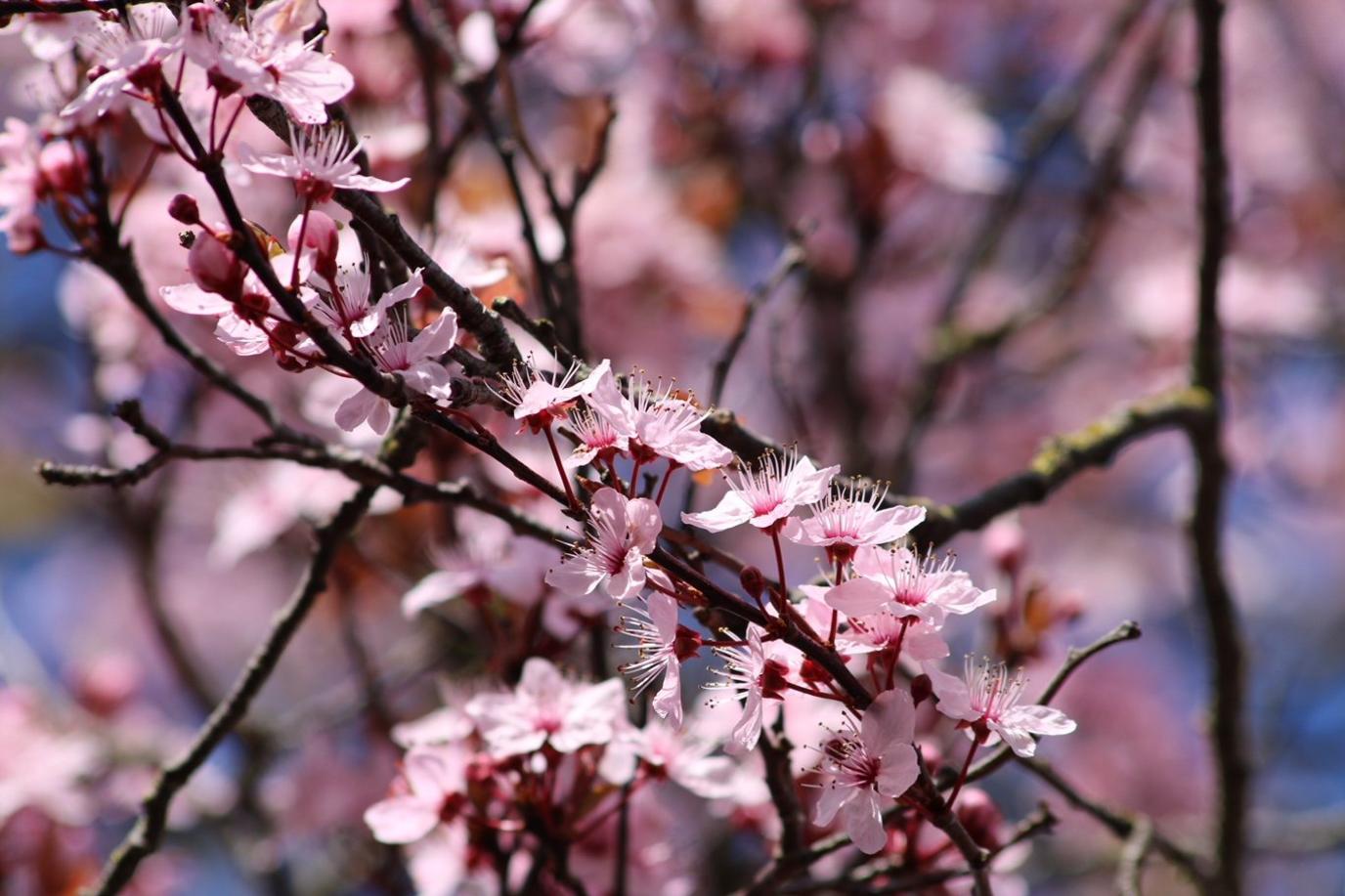 Flowers in bloom in Abingdon