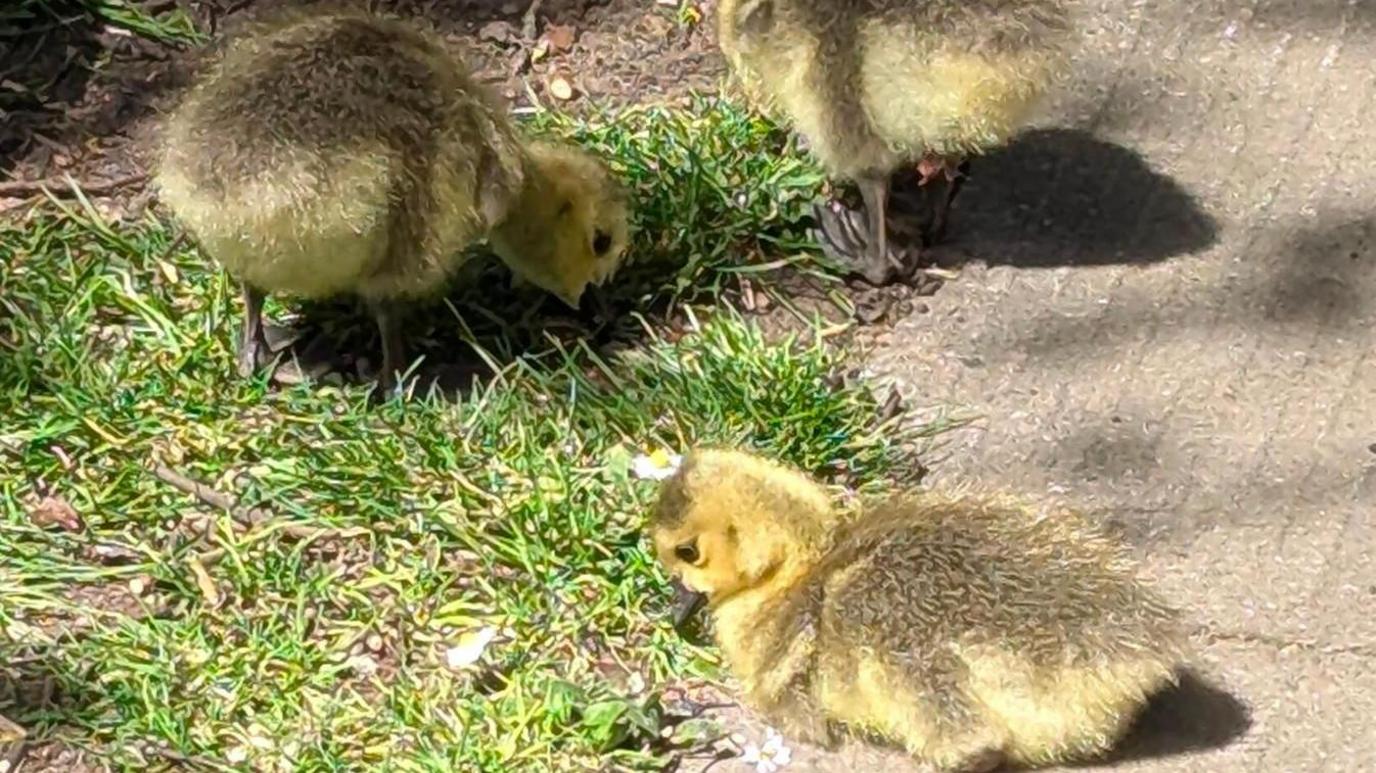 Three ducklings on a path and they are yellow and brown in colour. Two of them are looking at the floor, with green grass on one side and a brown paved around on the other.