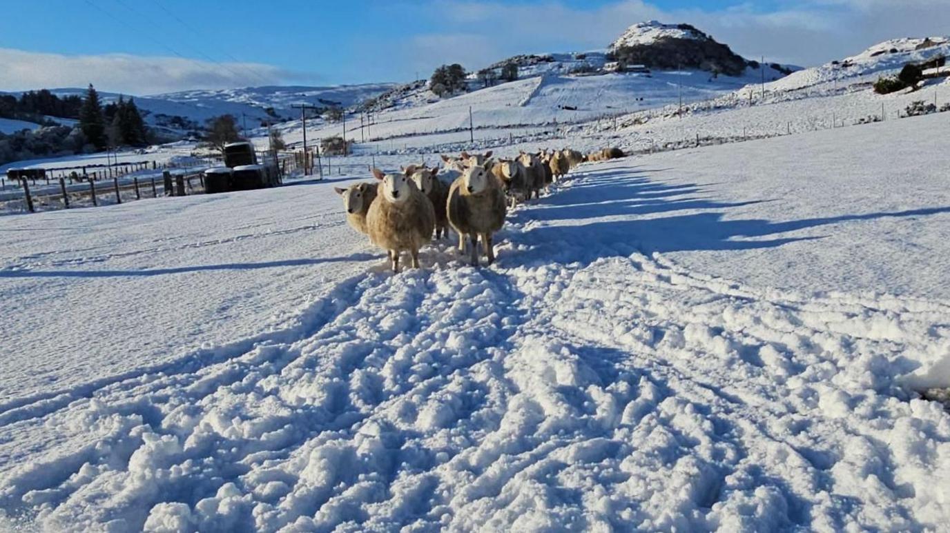 A flock of sheep stand in a long line in a field covered in deep snow. There are silage bales wrapped in black plastic in a far corner of the field and hills in the background.