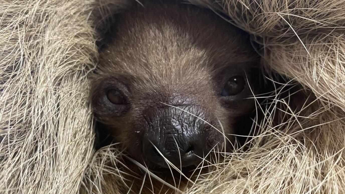 A close-up of a baby sloth. Two brown eyes are visible as well as a wet brown nose, surrounded by the light brown fur of its mother. 