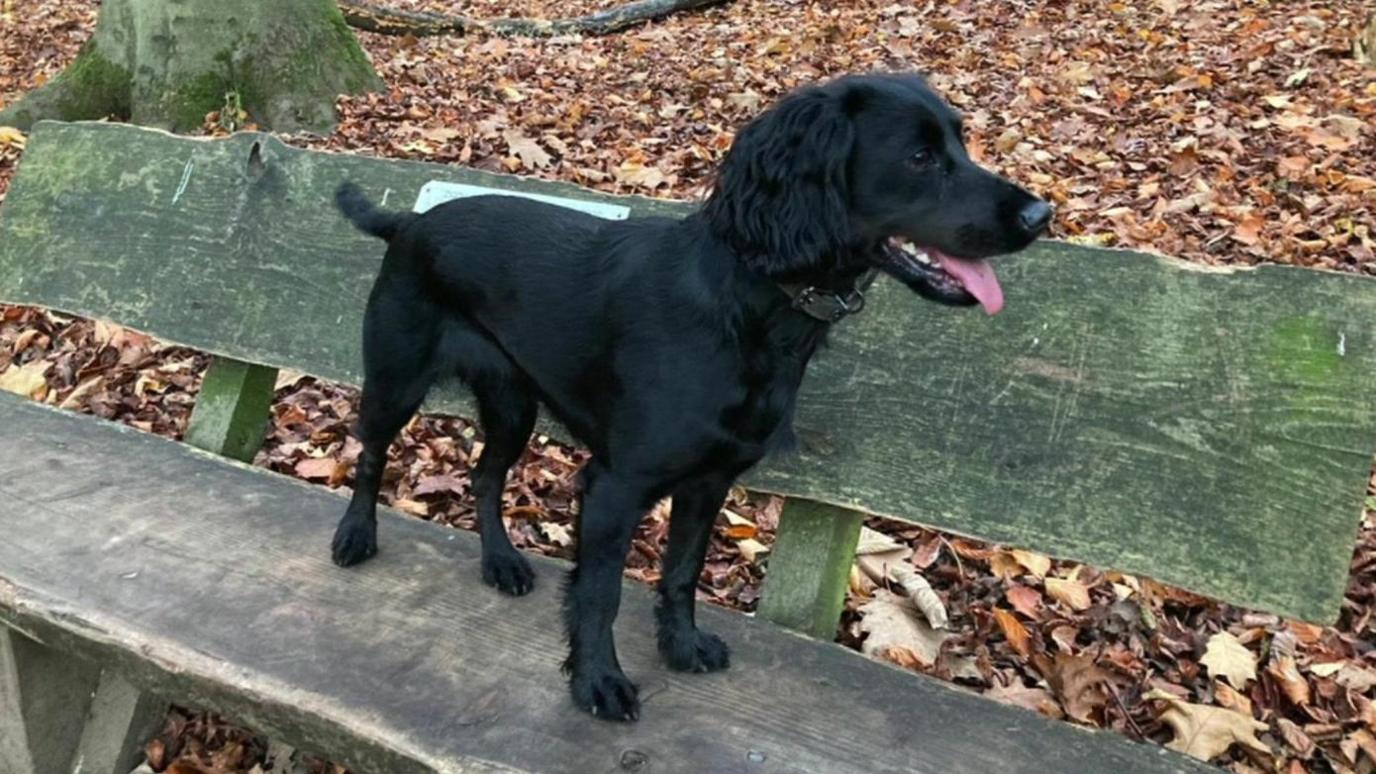 Meg, a black cocker spaniel, standing on a bench with her tongue hanging out. There are lots of autumn leaves on the floor. 