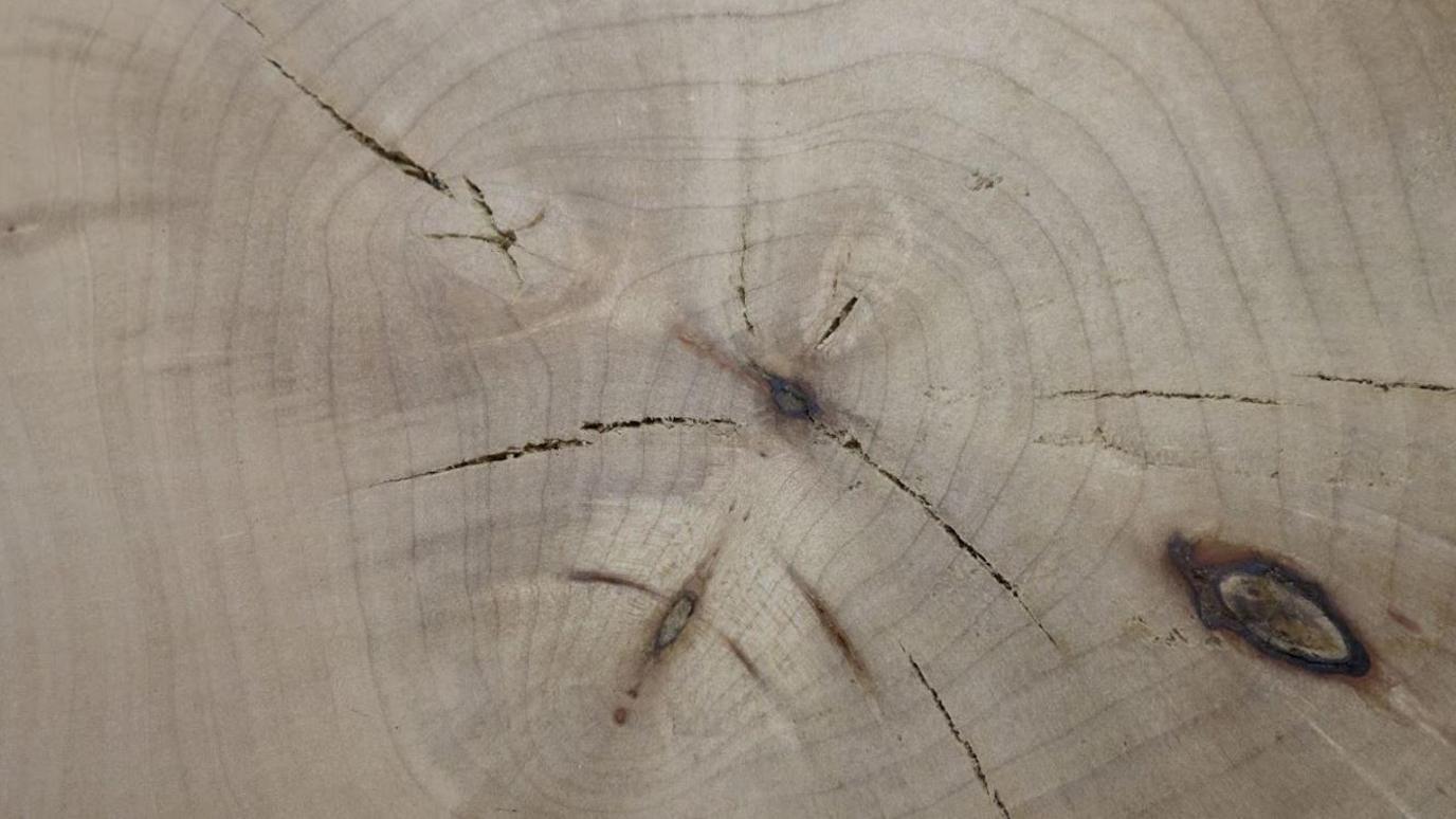 Close up of the section of tree. The wood is pale white and there are rings visible around various knots and cracks.