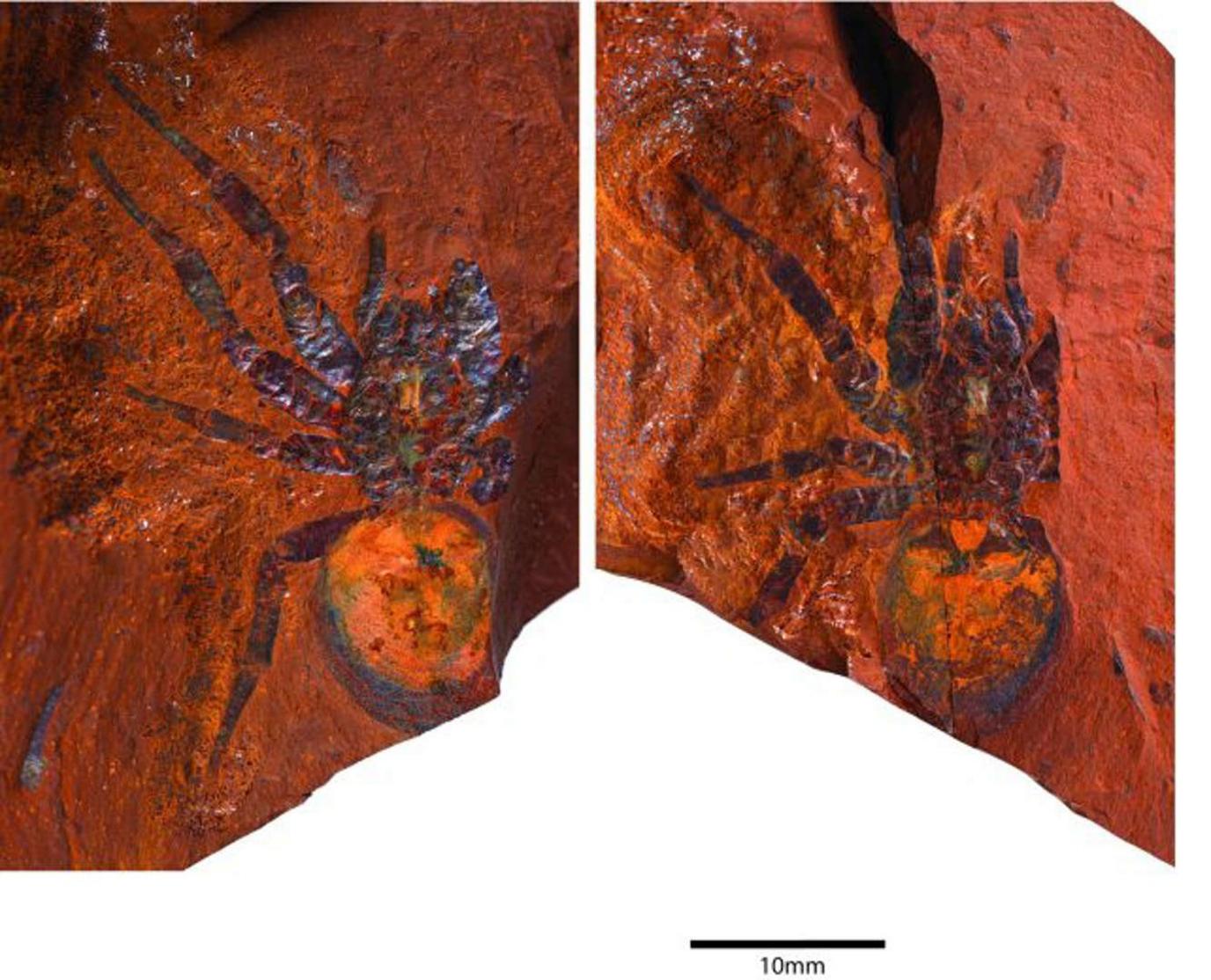 a-fossil-of-a-giant-trapdoor-spider-found-in-Australia