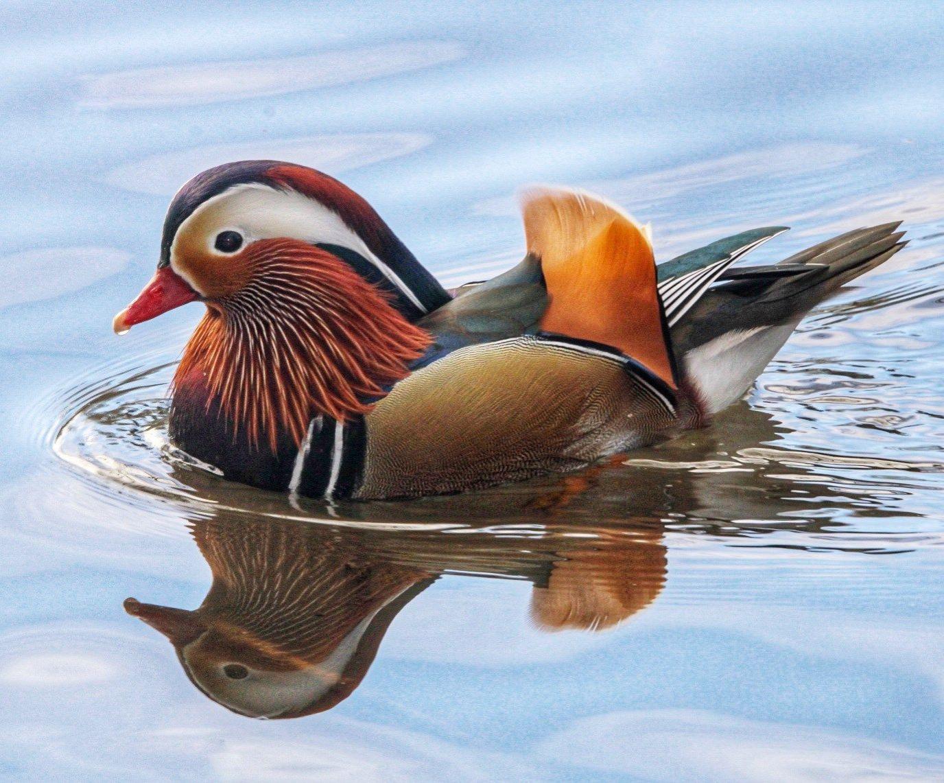 Mandarin duck