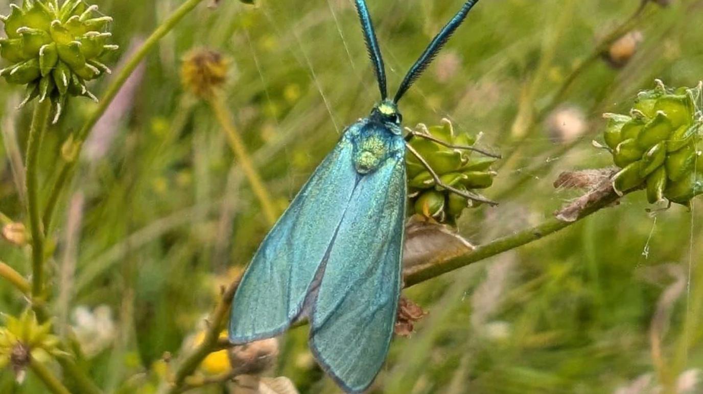 A second forester moth perched on a green plant. This one is more of an emerald colour.